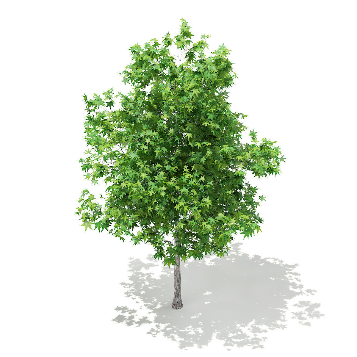 Sweetgum Tree Liquidambar styraciflua 4m 3D model_4