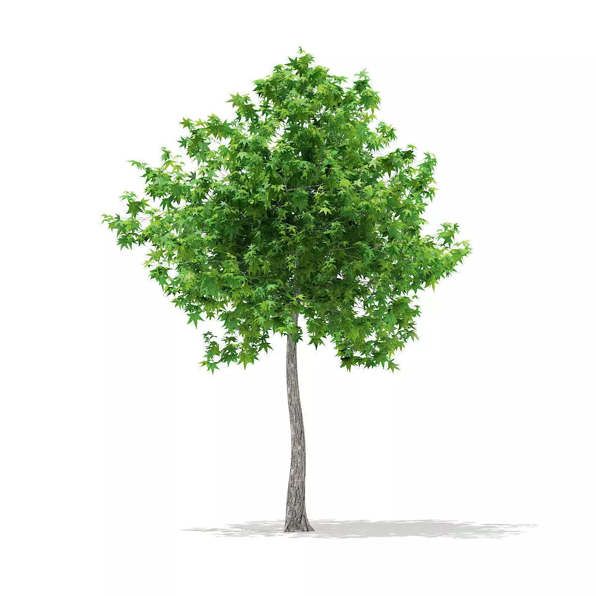 Sweetgum Tree Liquidambar styraciflua 4m 2 3D model_0