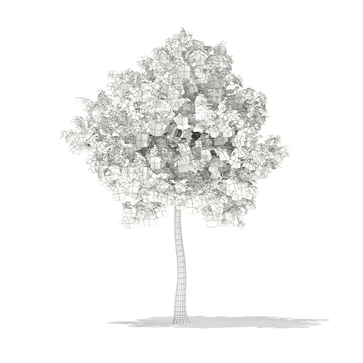 Sweetgum Tree Liquidambar styraciflua 4m 2 3D model_1