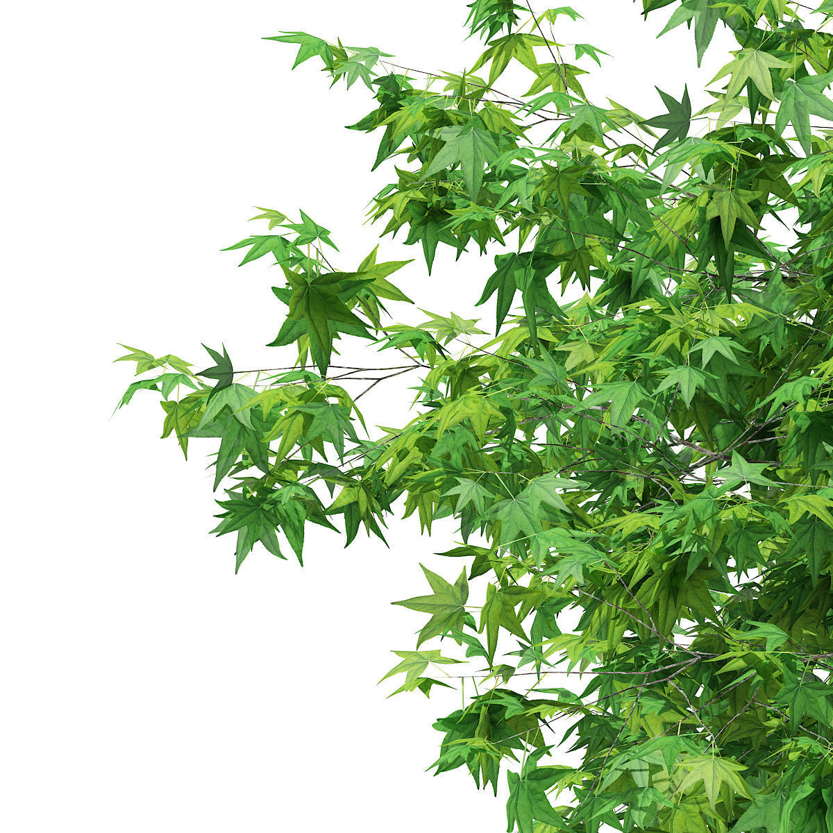 Sweetgum Tree Liquidambar styraciflua 4m 2 3D model_4