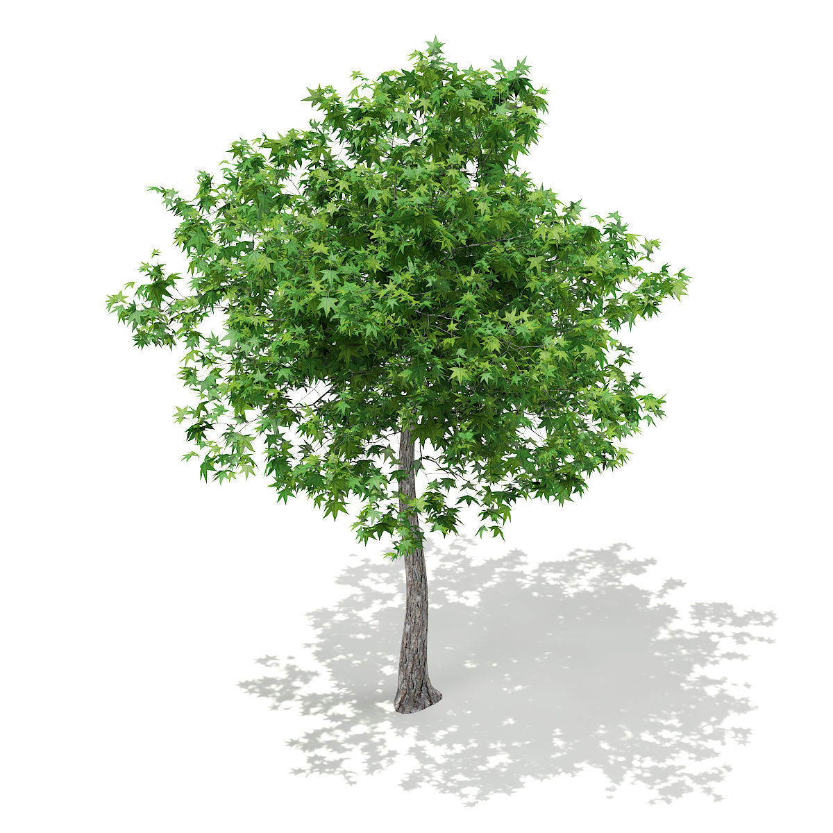 Sweetgum Tree Liquidambar styraciflua 4m 2 3D model_6
