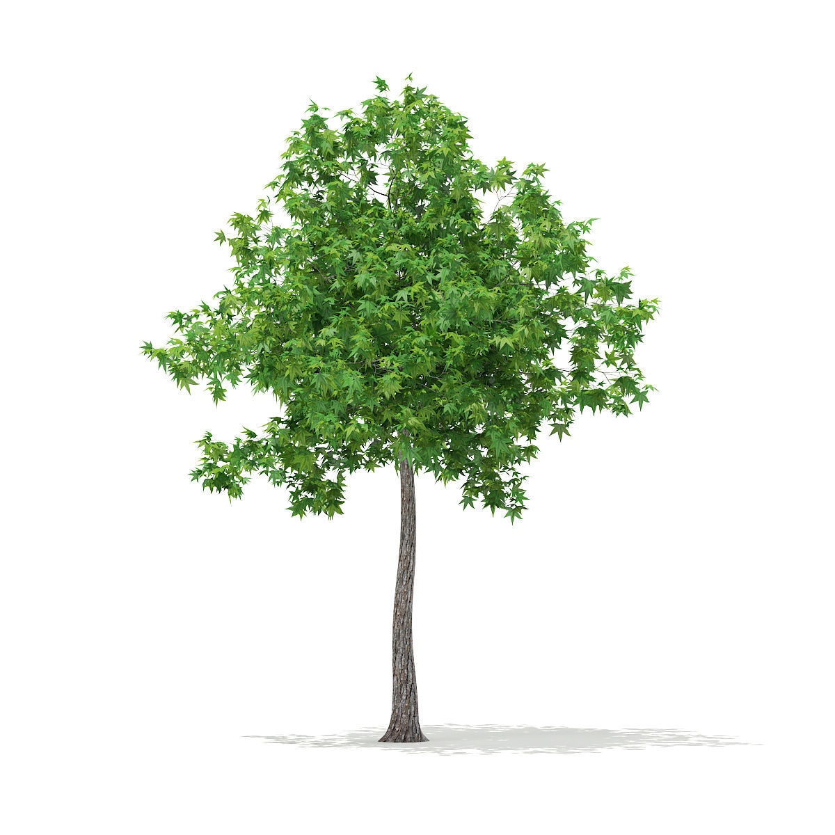 Sweetgum Tree Liquidambar styraciflua 4m 2 3D model_2