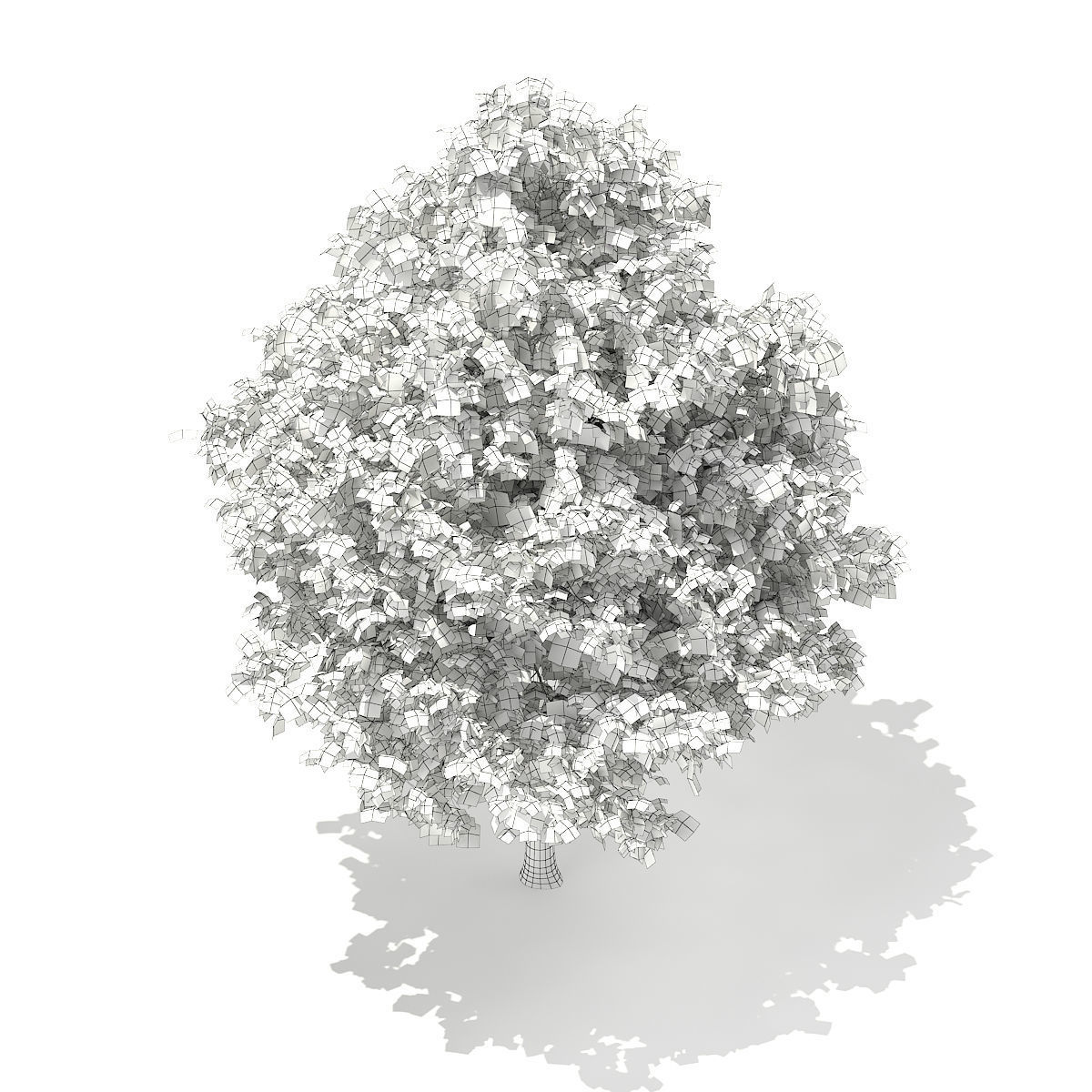 Sweetgum Tree Liquidambar styraciflua 5m 3D model_5