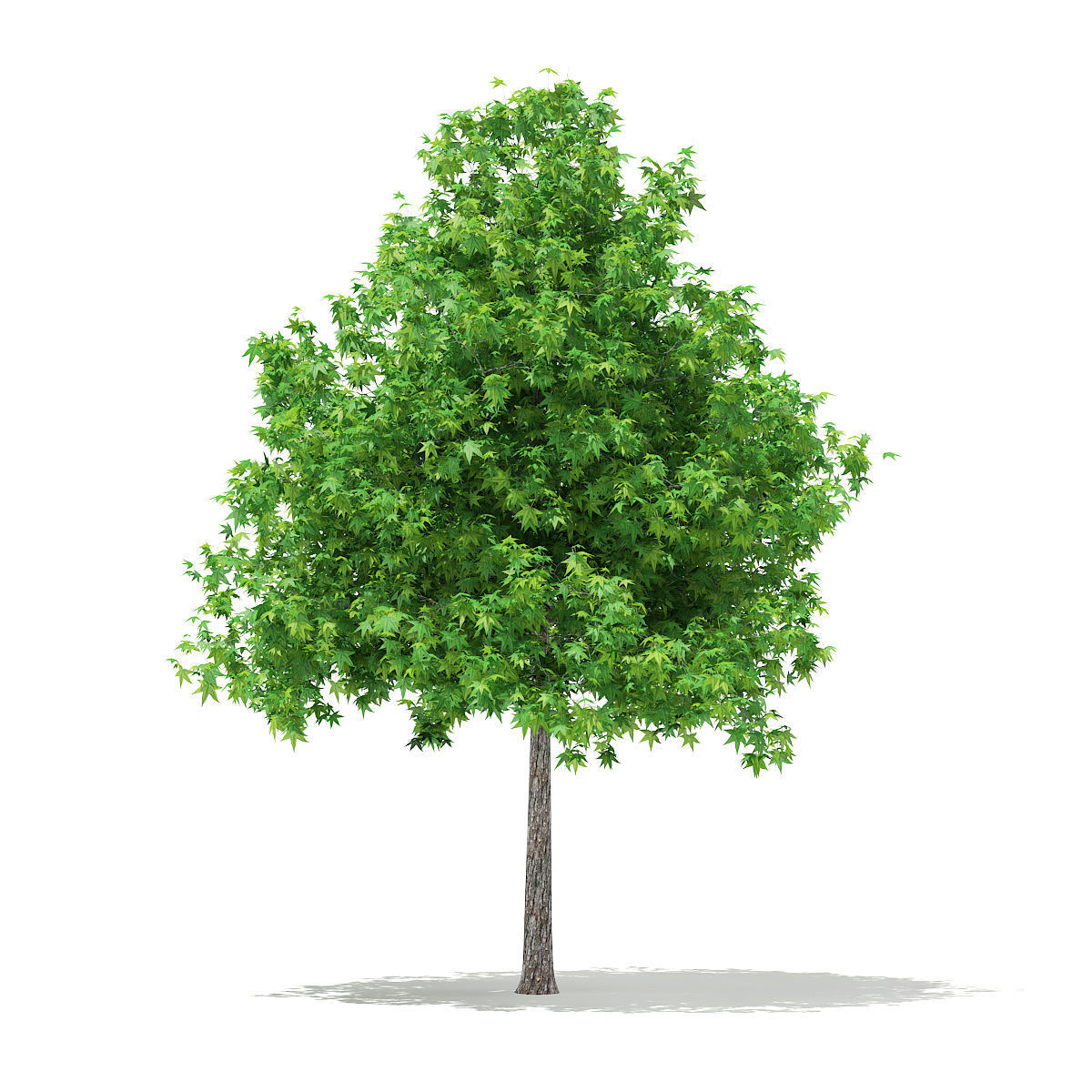 Sweetgum Tree Liquidambar styraciflua 5m 3D model_2