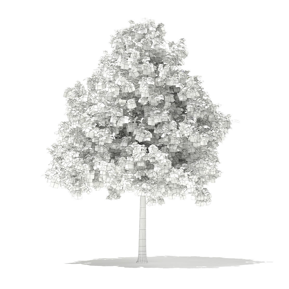 Sweetgum Tree Liquidambar styraciflua 5m 3D model_3