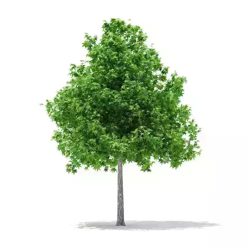 Sweetgum Tree Liquidambar styraciflua 5m