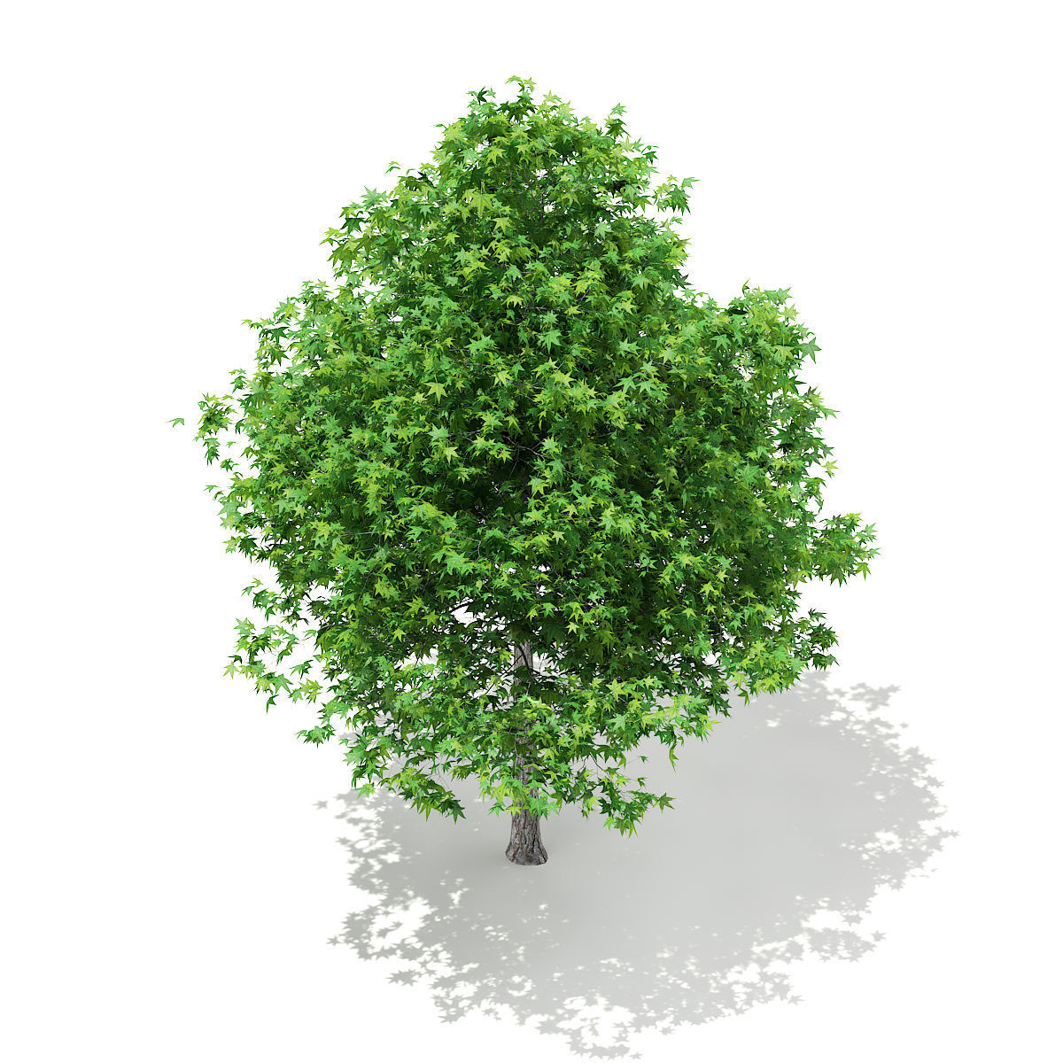 Sweetgum Tree Liquidambar styraciflua 5m 3D model_4