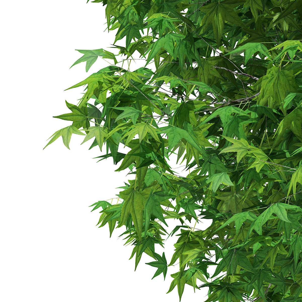 Sweetgum Tree Liquidambar styraciflua 5m 3D model_6