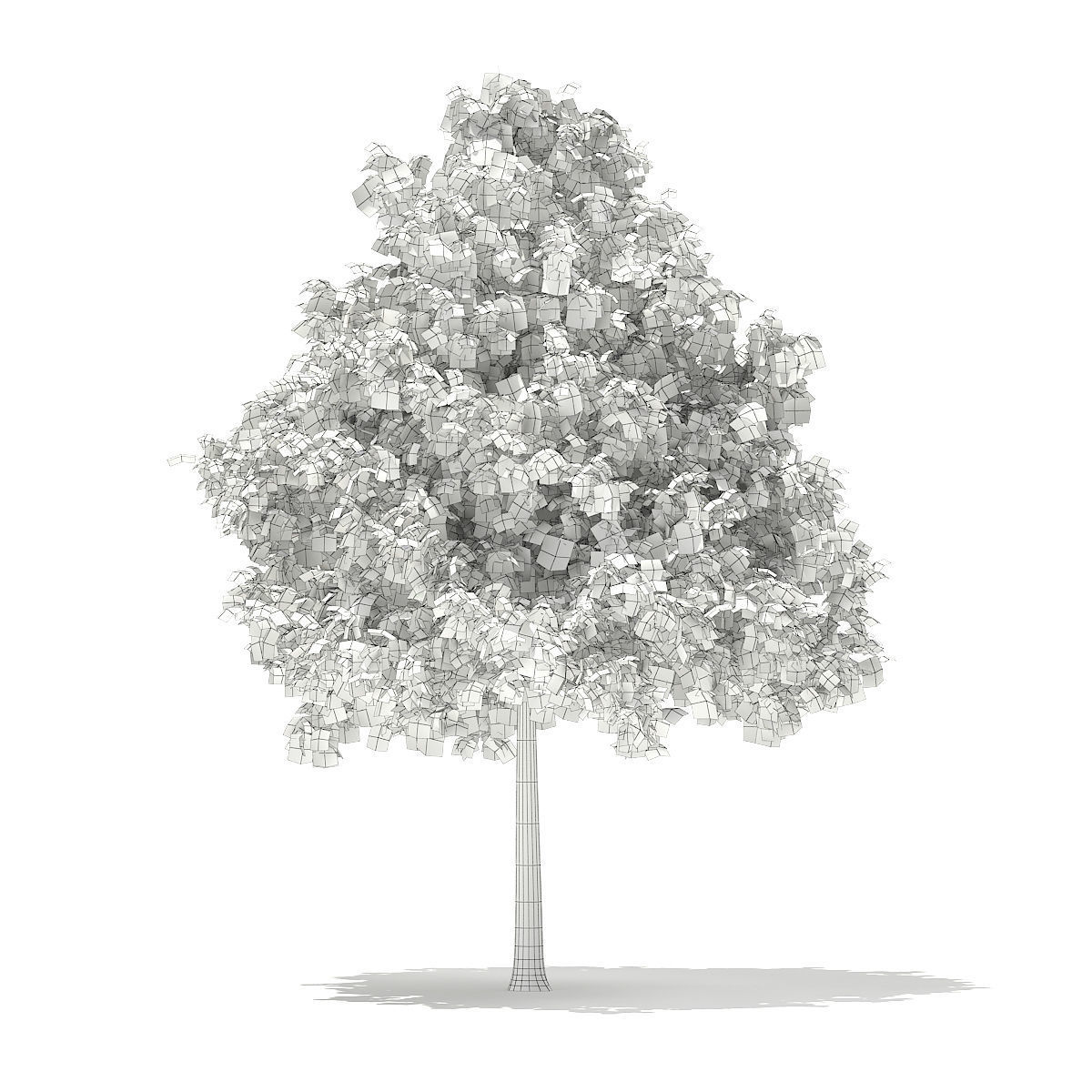 Sweetgum Tree Liquidambar styraciflua 5m 3D model_1