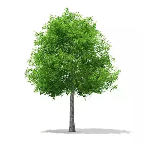 Sweetgum Tree Liquidambar styraciflua 11m