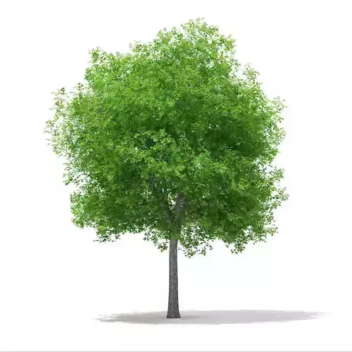 Sweetgum Tree Liquidambar styraciflua 15m