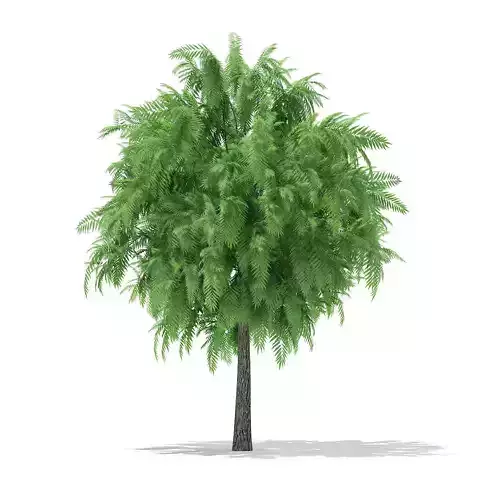 White Willow Salix alba 4m 3D model