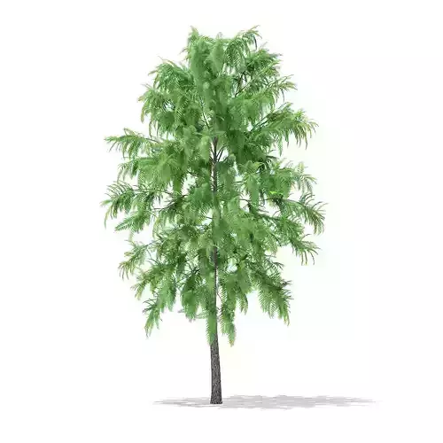 White Willow Salix alba 7m 3D model