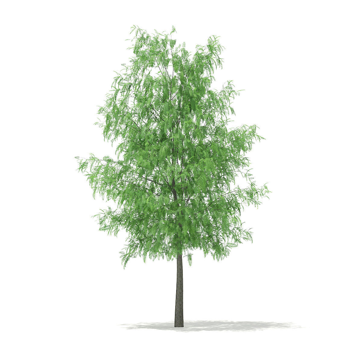 White Willow Salix alba 11m 3D model_2