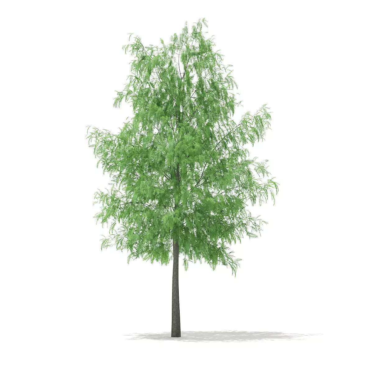 White Willow Salix alba 11m 3D model_0