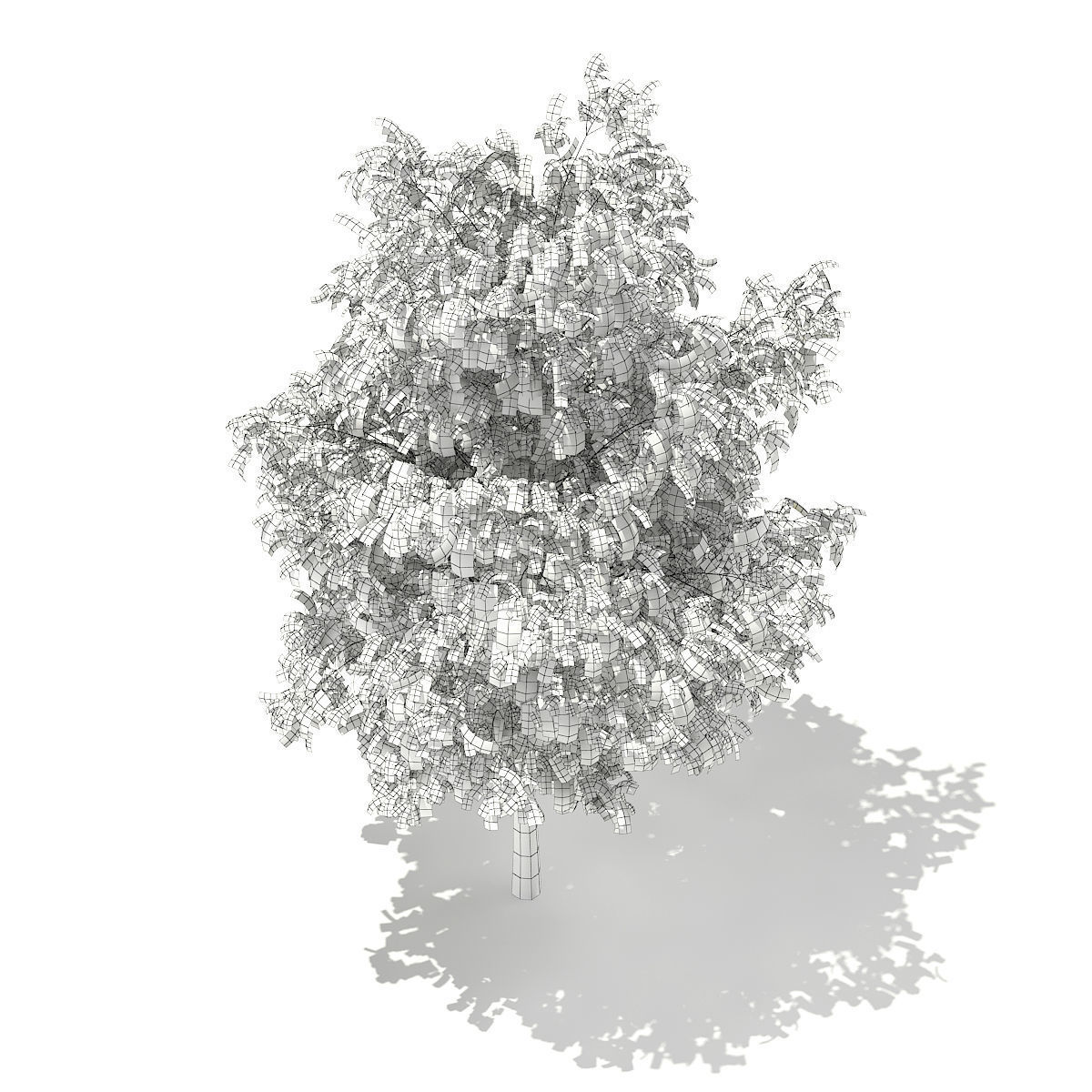 White Willow Salix alba 11m 3D model_5