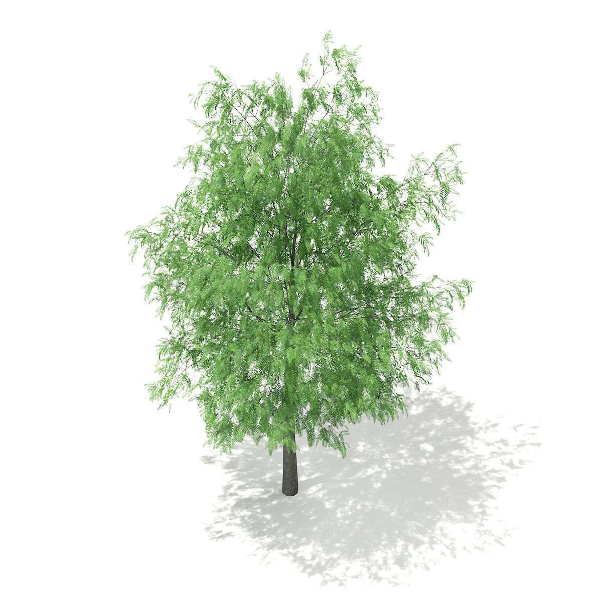 White Willow Salix alba 11m 3D model_4