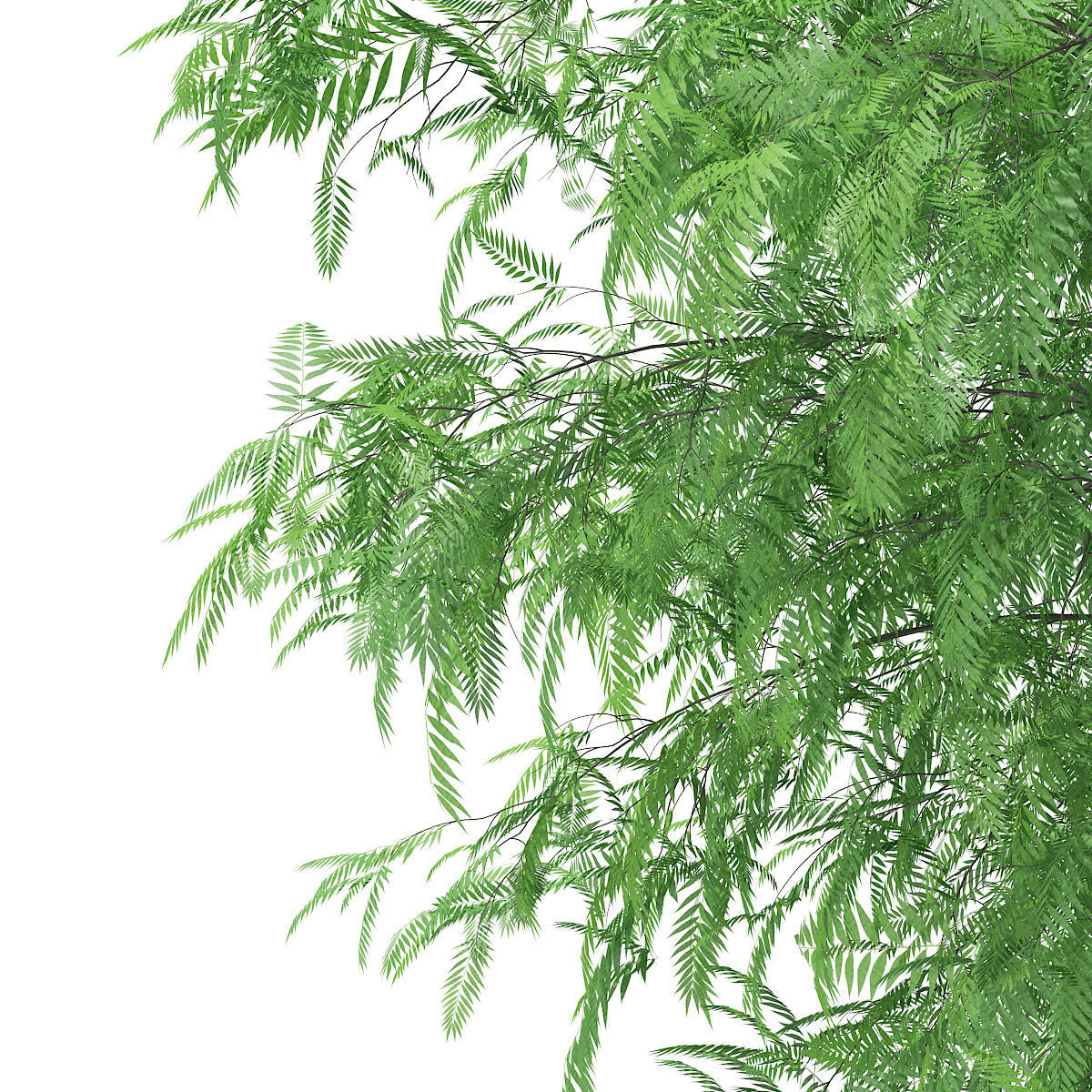 White Willow Salix alba 11m 3D model_6