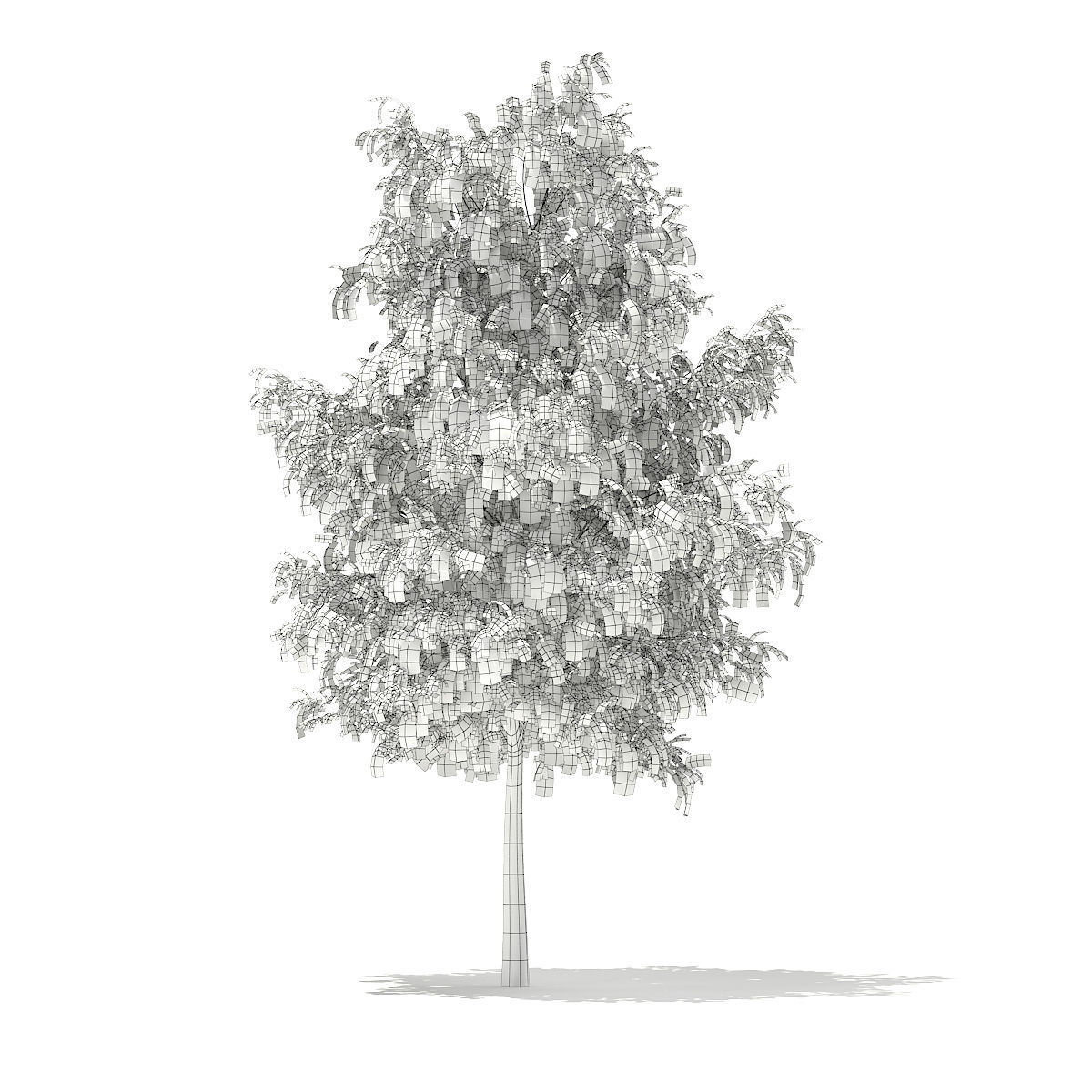 White Willow Salix alba 11m 3D model_1