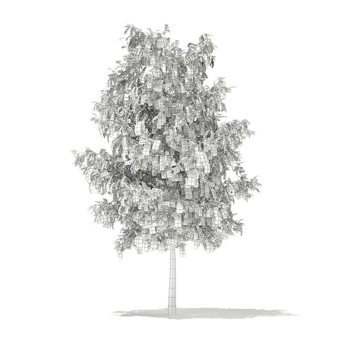 White Willow Salix alba 11m 3D model_3