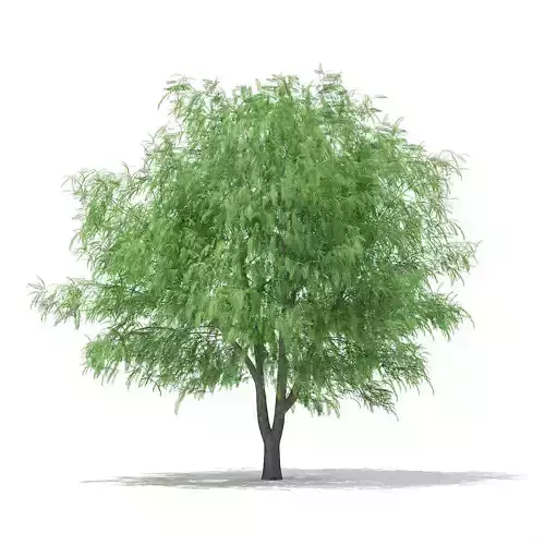 White Willow Salix alba 13m 3D model