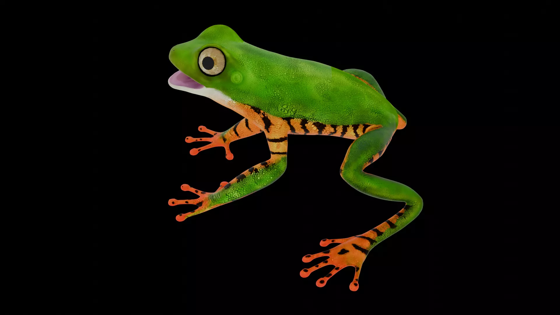 Tree Frog Low-poly 3D model_11