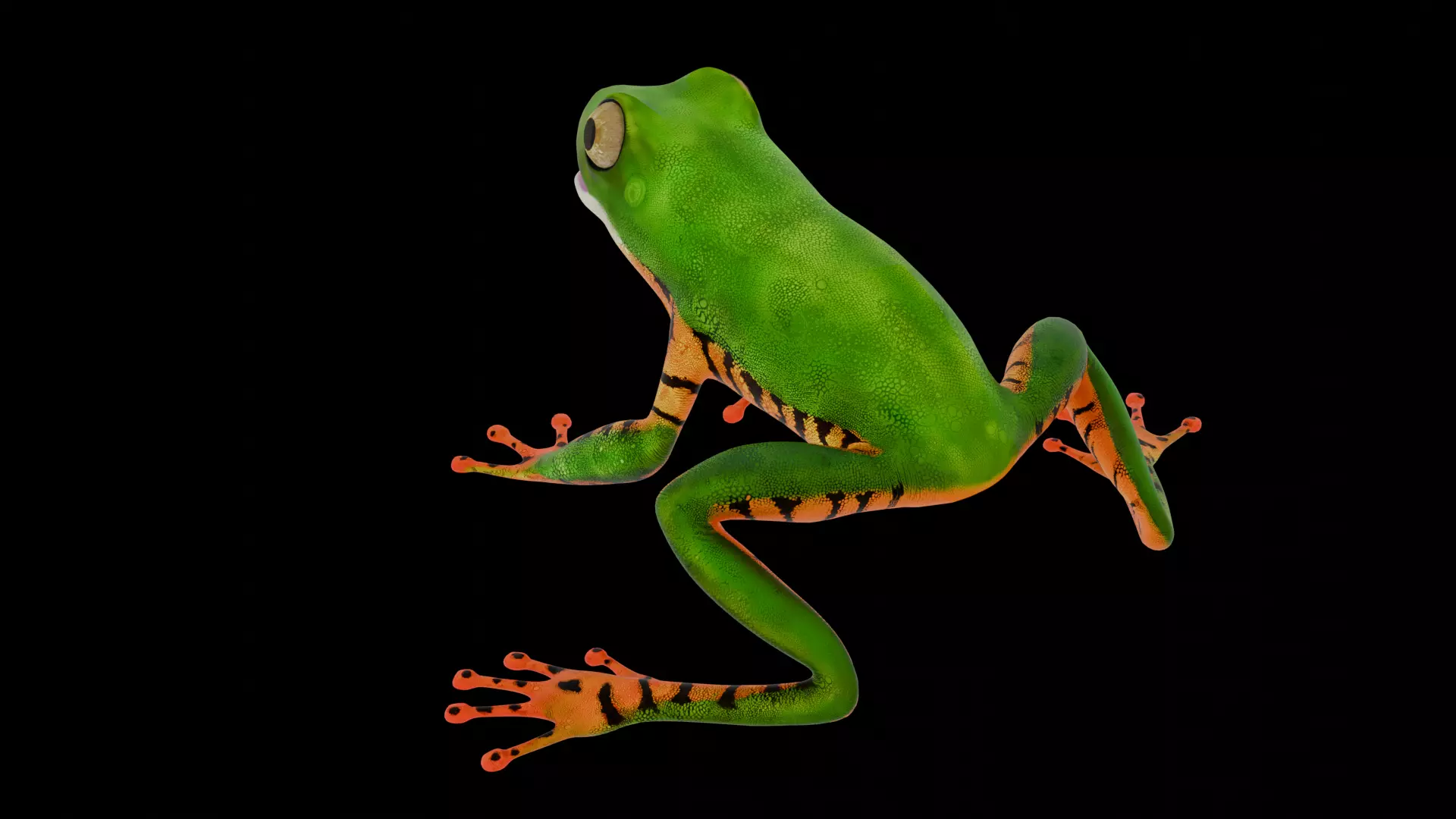 Tree Frog Low-poly 3D model_10