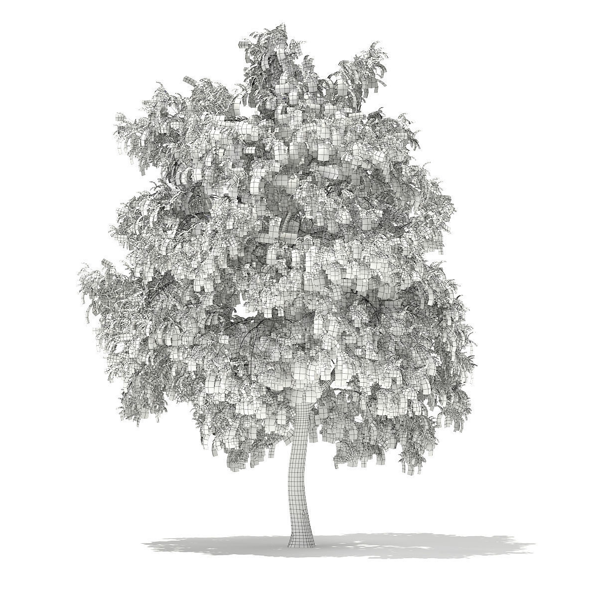 White Willow Salix alba 15m 3D model_3
