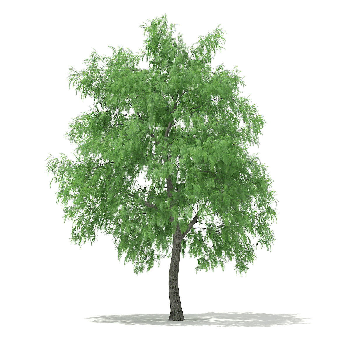 White Willow Salix alba 15m 3D model_2