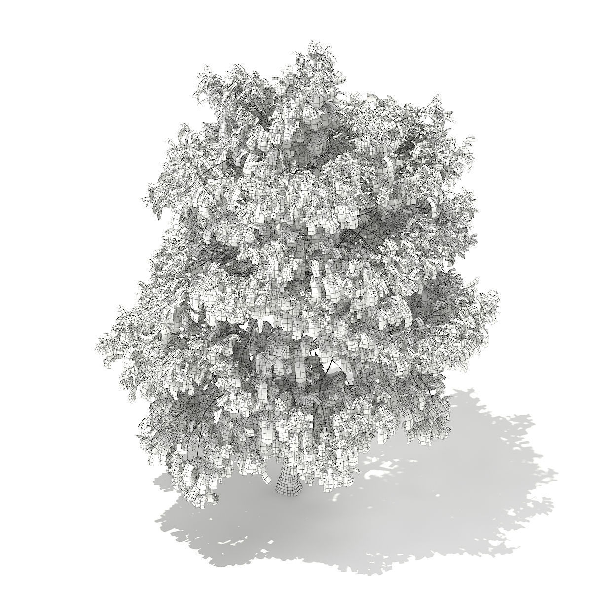 White Willow Salix alba 15m 3D model_5