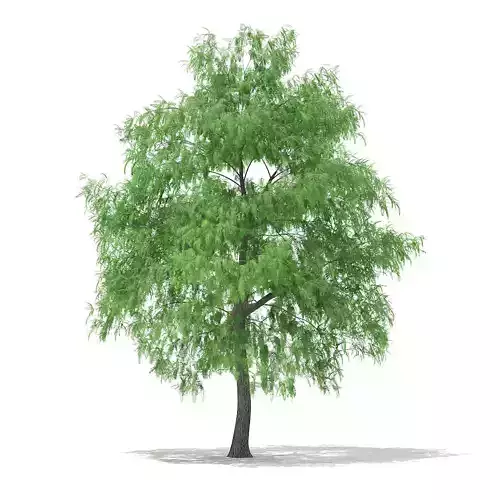 White Willow Salix alba 15m 3D model