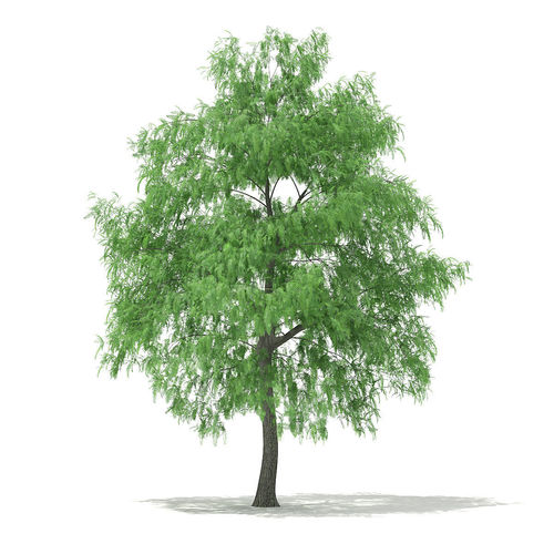 White Willow Salix alba 15m 3D model