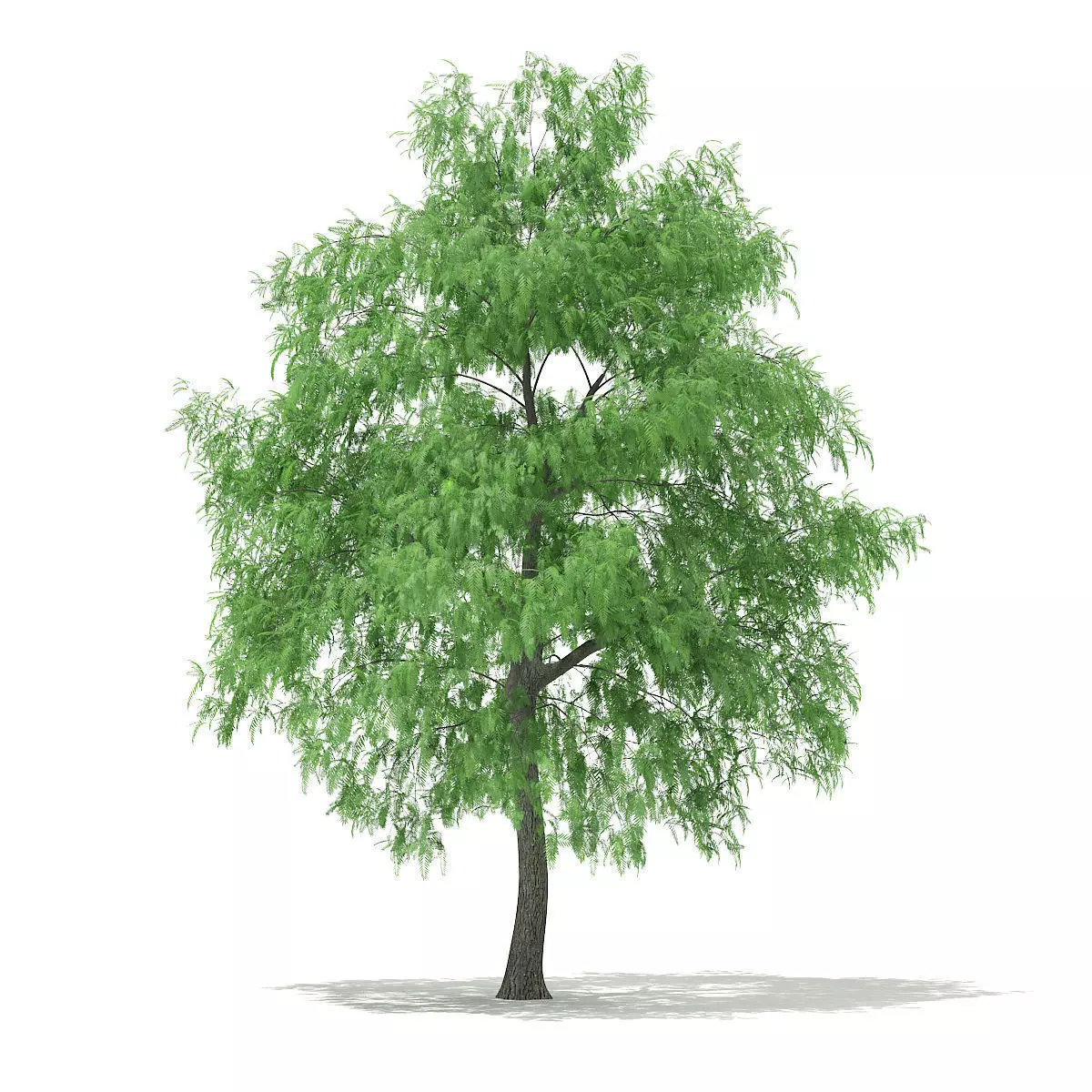 White Willow Salix alba 15m 3D model_0