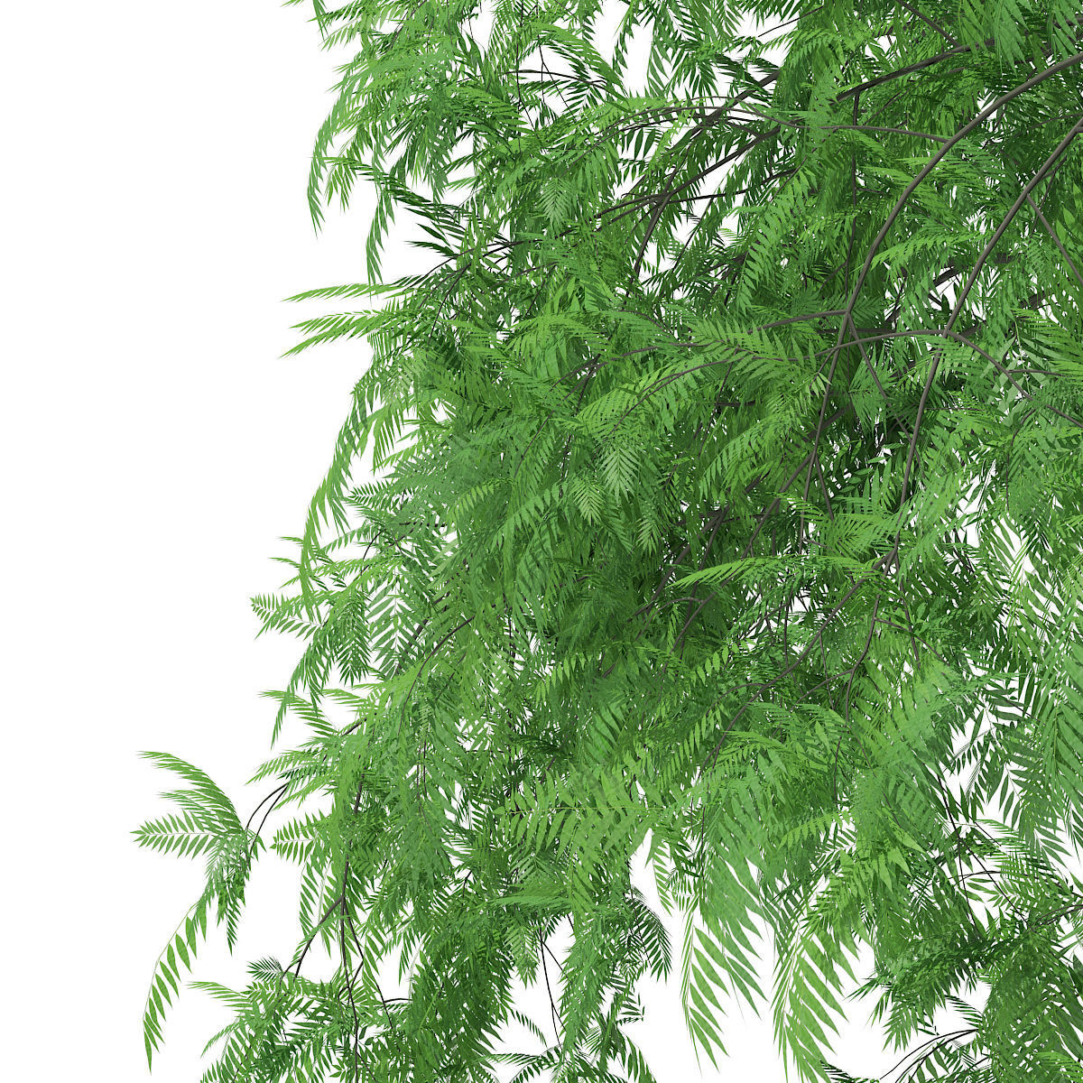 White Willow Salix alba 15m 3D model_6