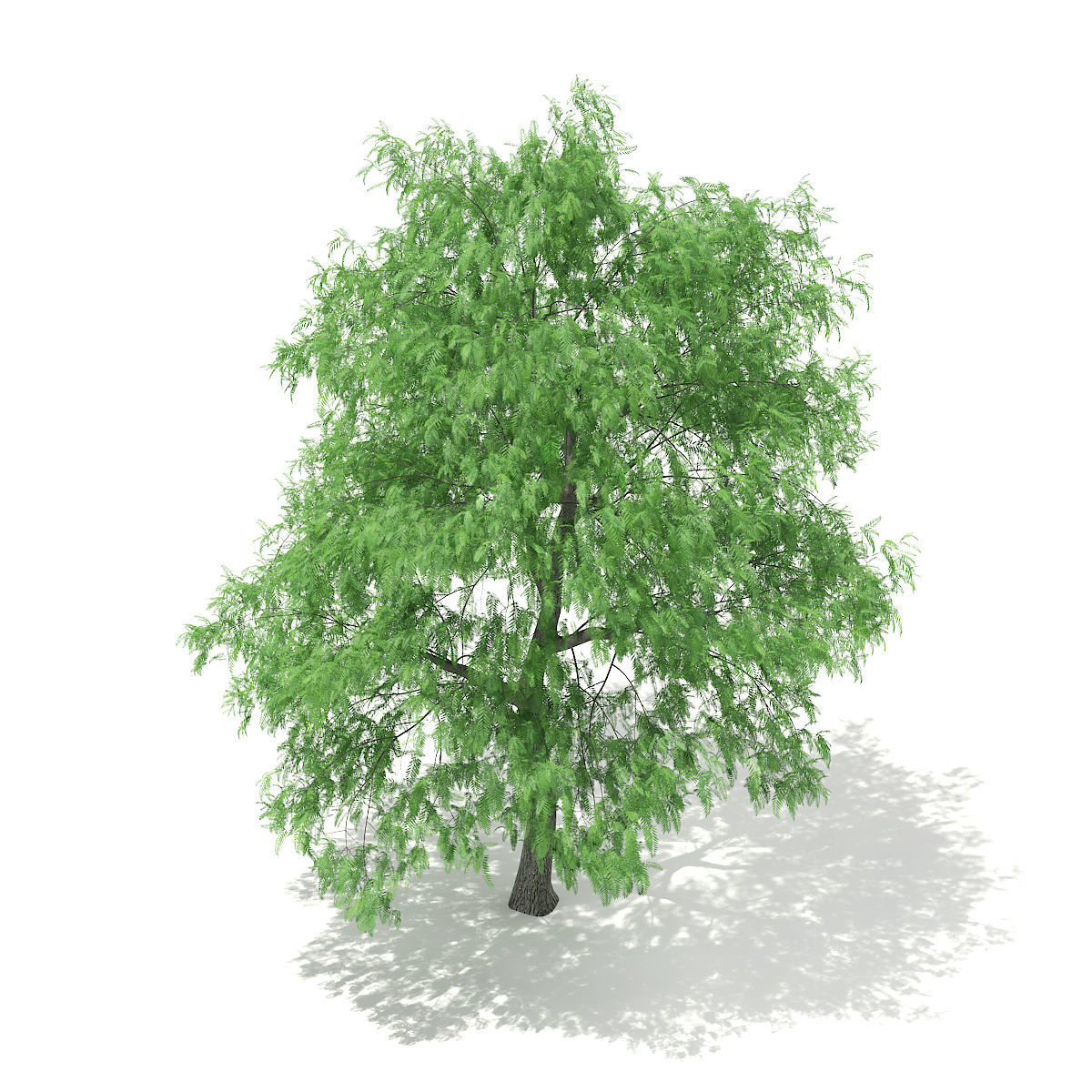 White Willow Salix alba 15m 3D model_4