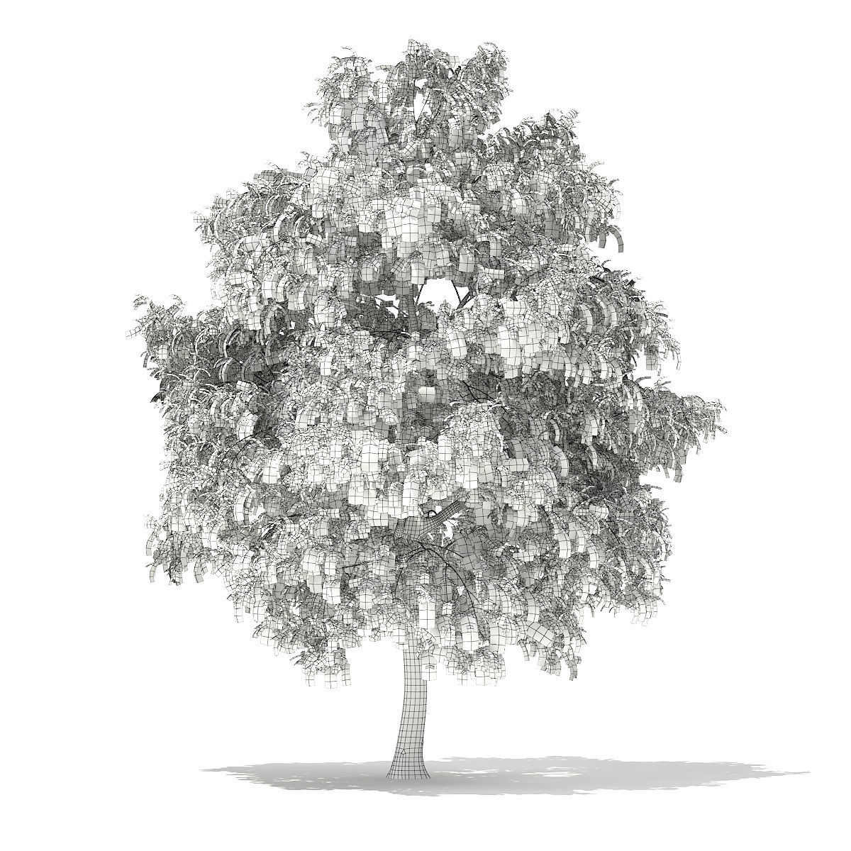 White Willow Salix alba 15m 3D model_1