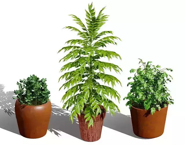 Culinary Herb Collection 3D Model Pack Low-poly 3D model