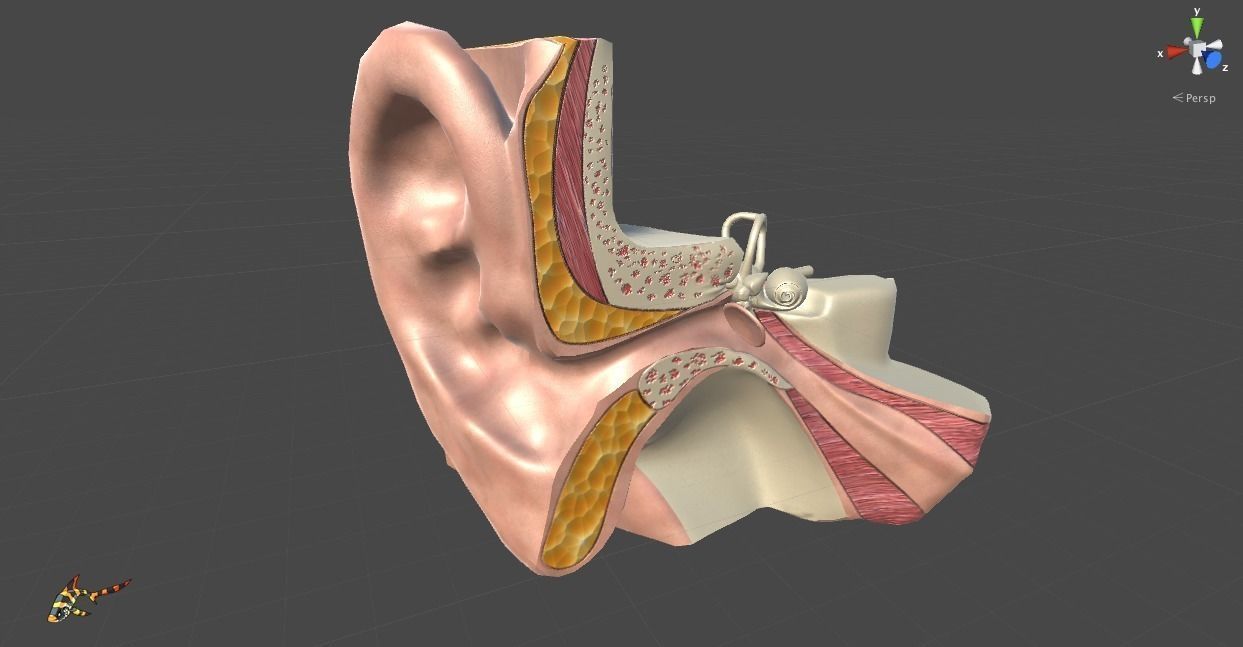Cross Section Human Ear Low-poly 3D model_4