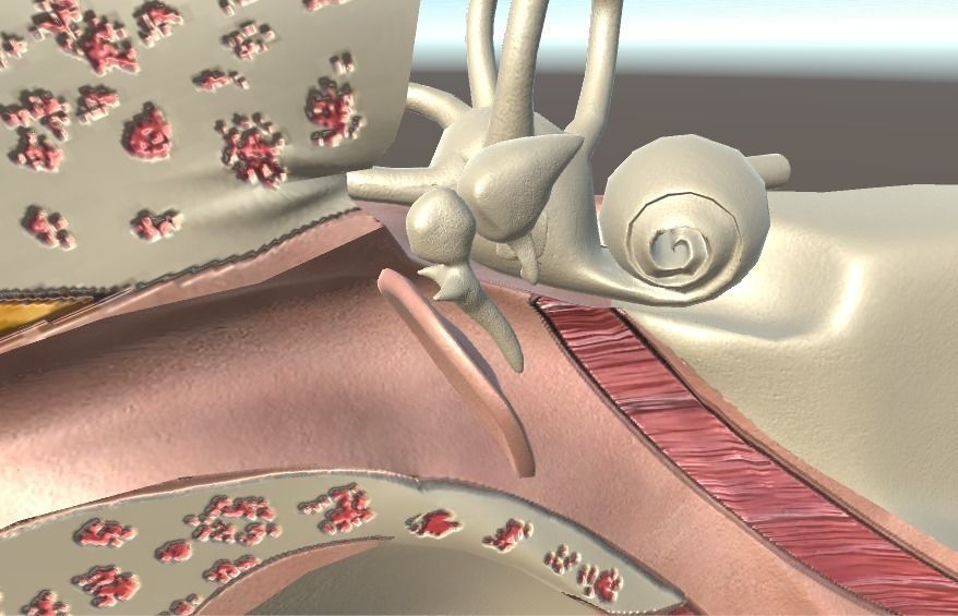 Cross Section Human Ear Low-poly 3D model_6