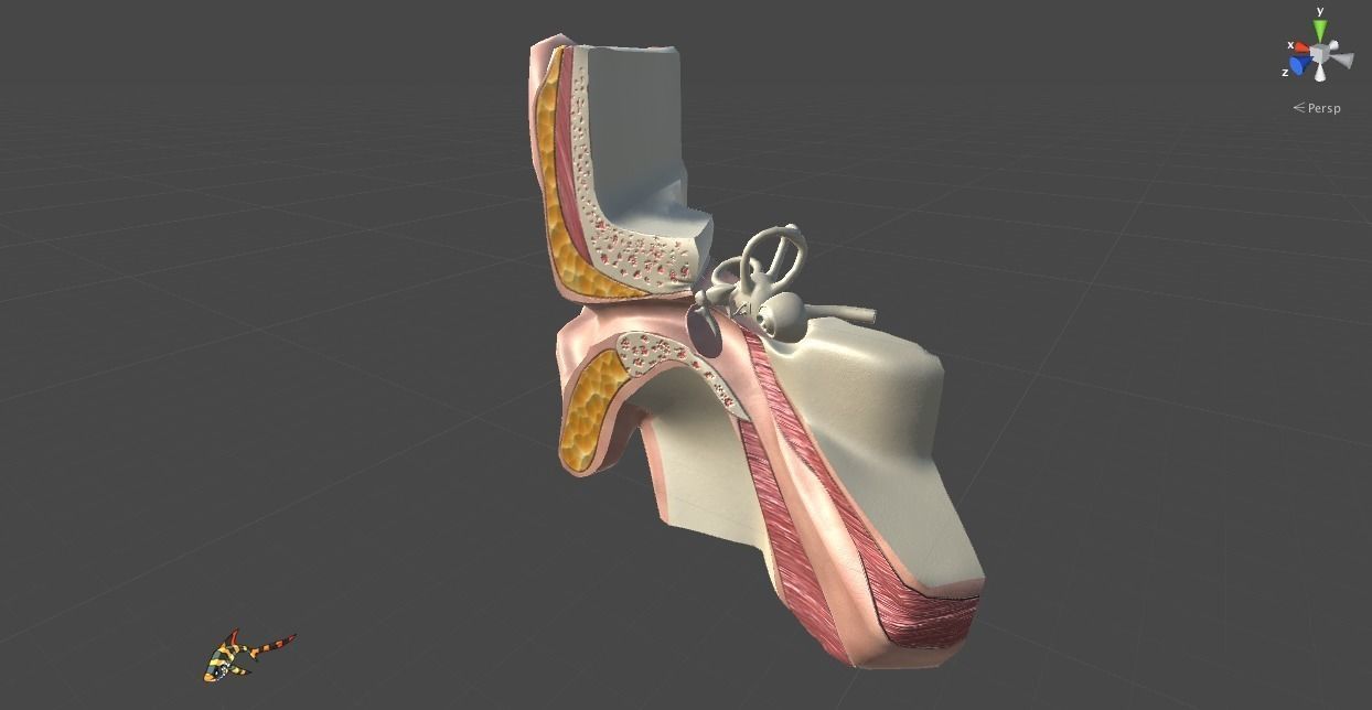 Cross Section Human Ear Low-poly 3D model_3