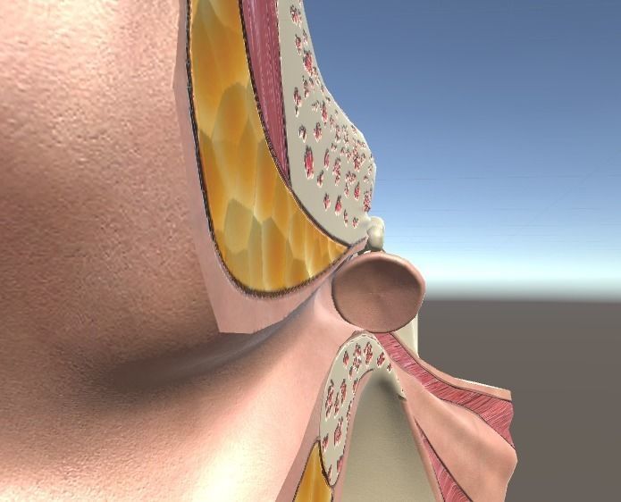 Cross Section Human Ear Low-poly 3D model_7
