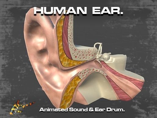 Cross Section Human Ear Low-poly 3D model_0