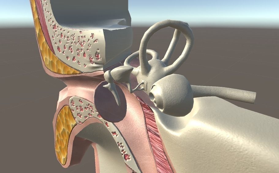 Cross Section Human Ear Low-poly 3D model_5