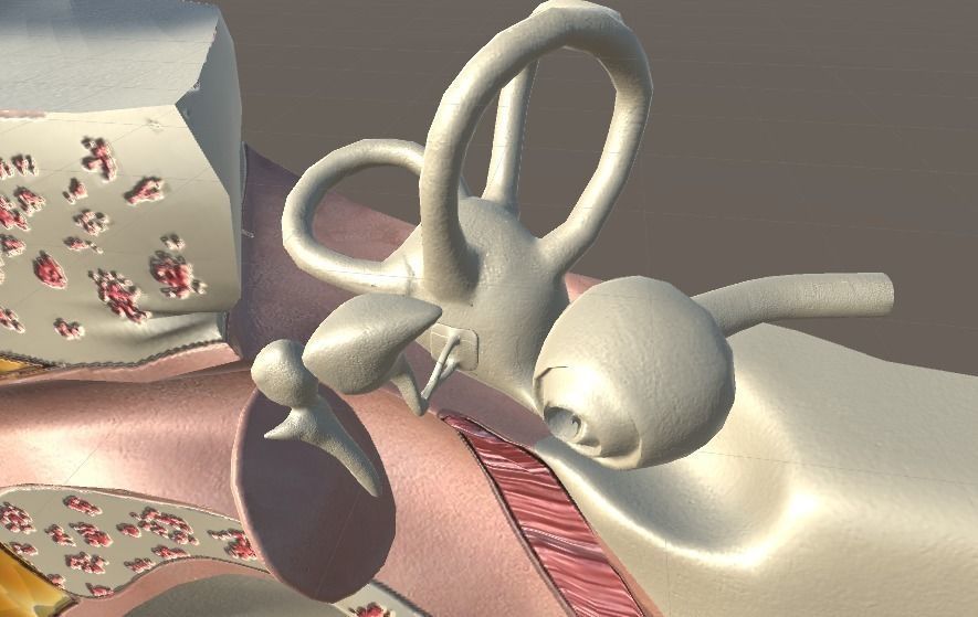 Cross Section Human Ear Low-poly 3D model_8