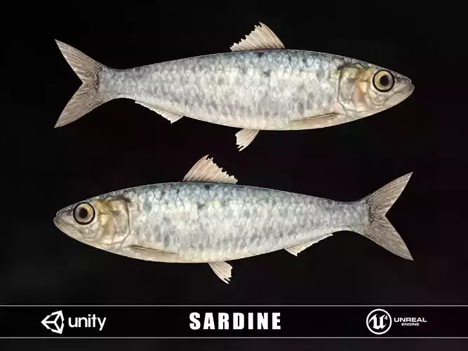 Sardine Low-poly 3D model