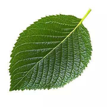 Cherry Leaf High-Detail 3D Model with PBR Textures 3D model_2