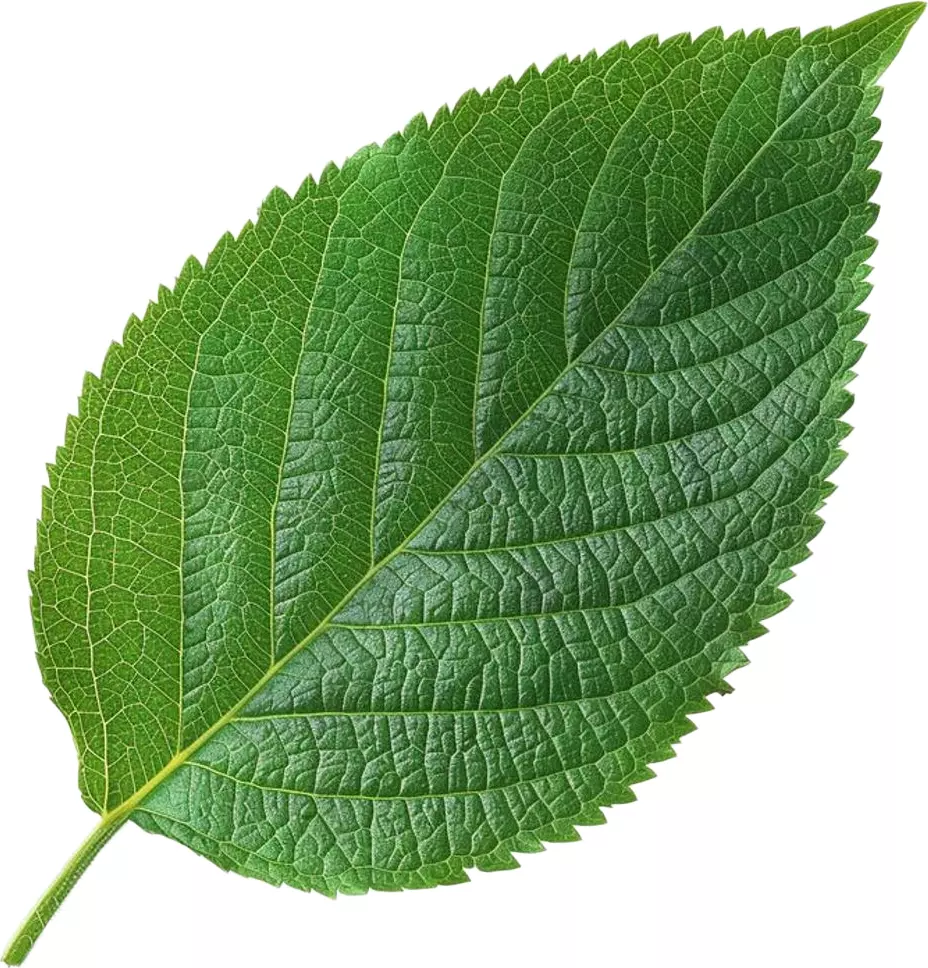 Cherry Leaf High-Detail 3D Model with PBR Textures 3D model_0