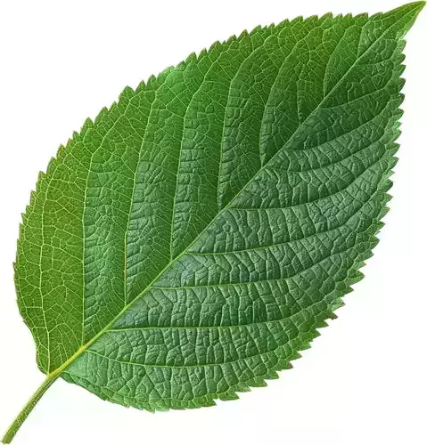 Cherry Leaf High-Detail 3D Model with PBR Textures 3D model Cherry Leaf High-Detail 3D Model with PBR Textures 3D model