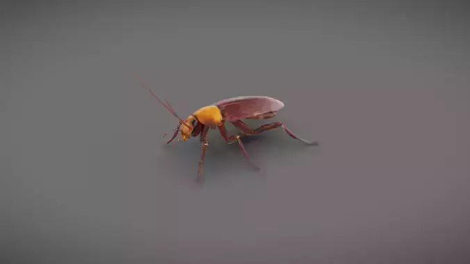 Roach - Read Description Low-poly 3D model
