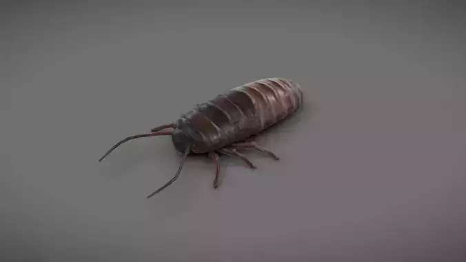 Roach - Read Description Low-poly 3D model